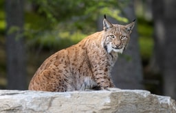 Luchs