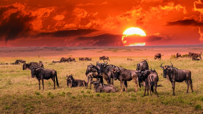 Gnus im Nationalpark in Tansania