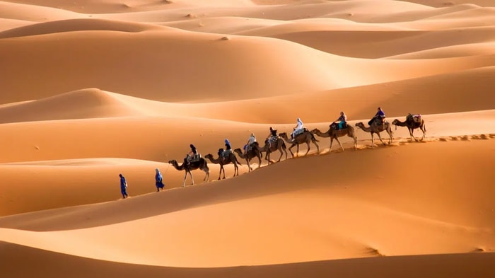 Kamele in der Wüste der Sahara