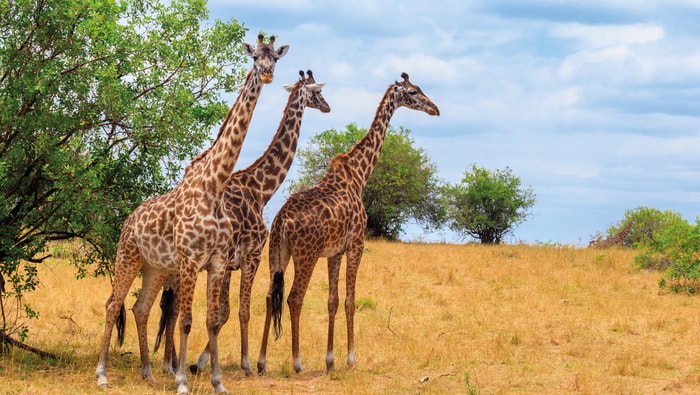 Giraffen in Tansania